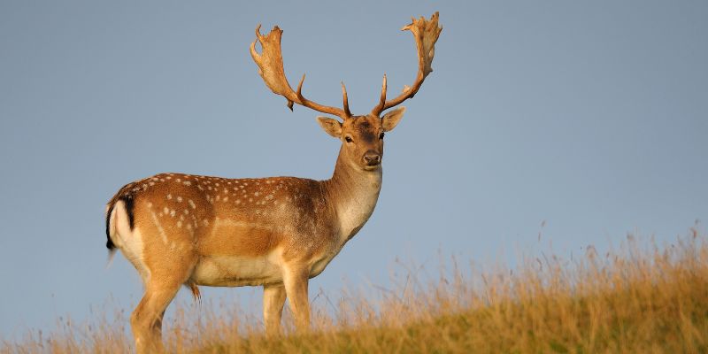 Cervi americani, specie serbatoio il Covid-19 in rapida evoluzione