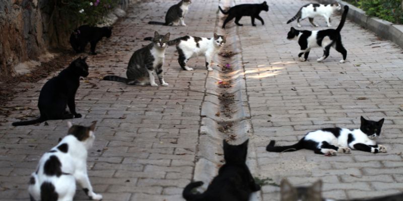 Colonie feline di Roma in pericolo ditta abbatte le casette