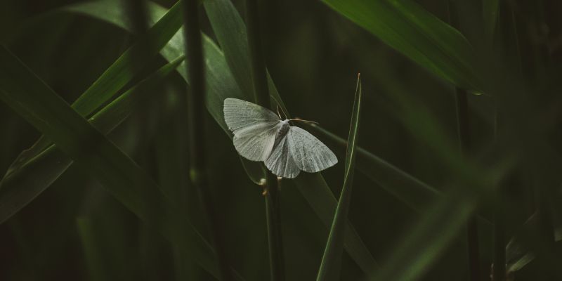 Falena, la sorella notturna della farfalla