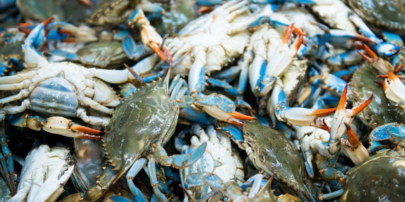 Granchio blu, l'allarme delle associazioni di pesca