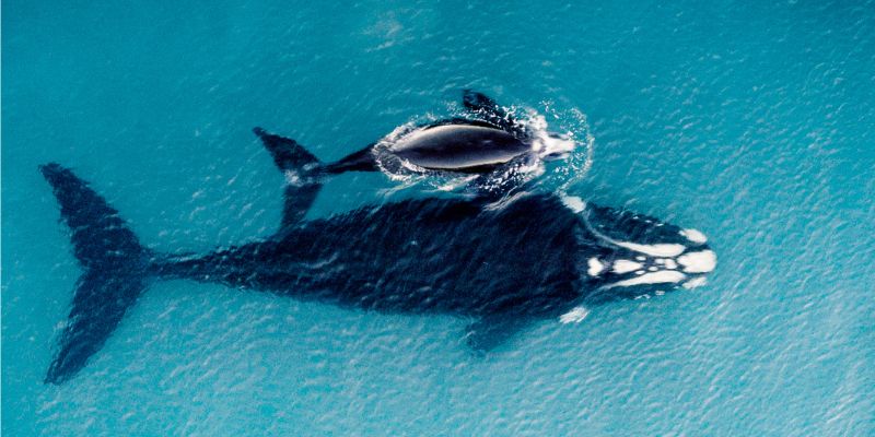 L'allattamento delle balene è simile a quello umano