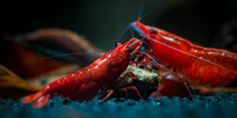 Life Clow, gambero della Louisiana usato come indicatore bologico