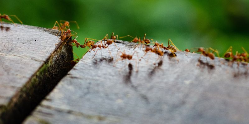 Lotta alla invasione di formiche Ecco cosa fare