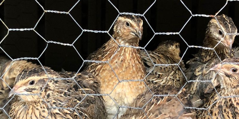 Niente caccia a tortore e quaglie il Tar dà ragione agli animalisti