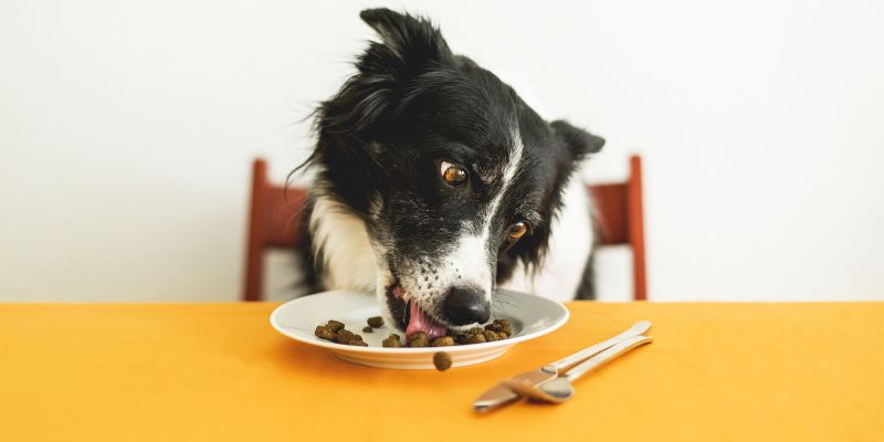 Posso dare il pane al mio cane Sì, ma bisogna stare attenti