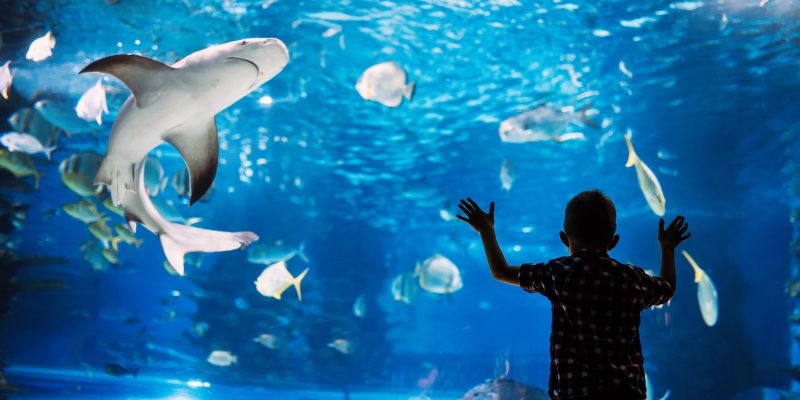 SeaWorld Abu Dhabi, l'acquario dove si curano gli animali feriti