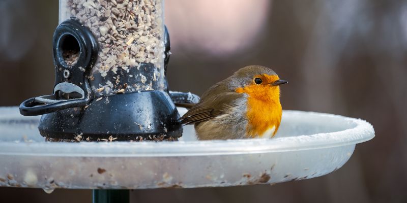 Sempre più mangiatoie per uccelli selvatici ma occhio ai rischi