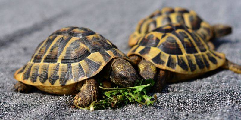 Tartaruga domestica, cosa fare quanto vai in vacanza