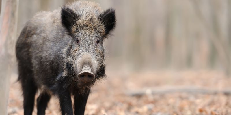 Toscana, ai bisognosi la carne dei cinghiali abbattuti