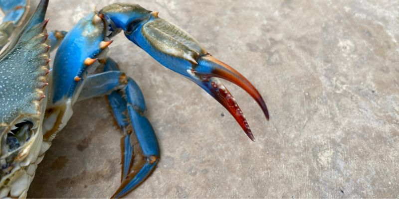 Trovata nell'Adriatico una seconda specie di granchio blu