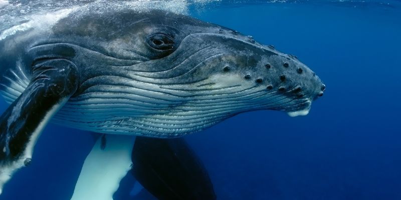 Adotta una balena megattera, la campagna del WWF per difenderle