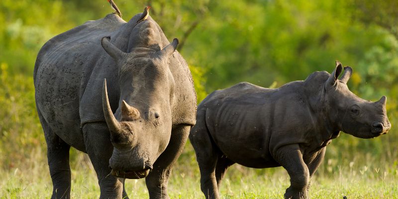 African Parks, l'ONG che ha salvato i rinoceronti del Sud Africa