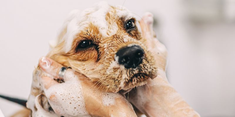 Bagno al cane le regole per un pelo sempre bello e sano