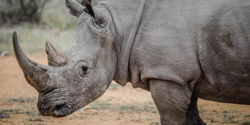 Cresce il numero dei rinoceronti in Africa, in aumento del 5,2%