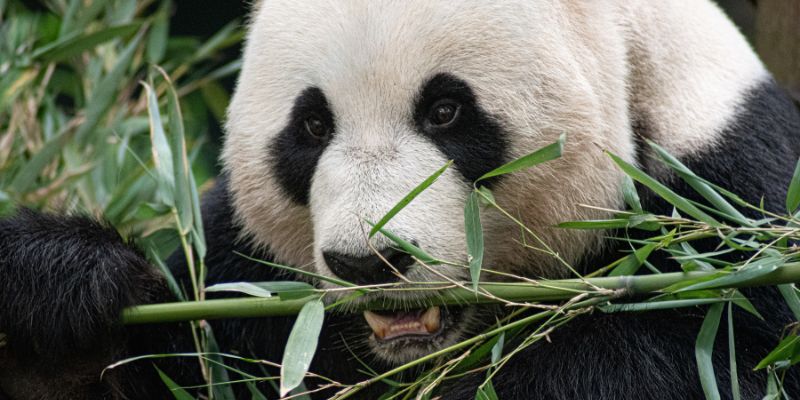 É l'uomo la causa dell'estinzione di massa di alcuni generi animali