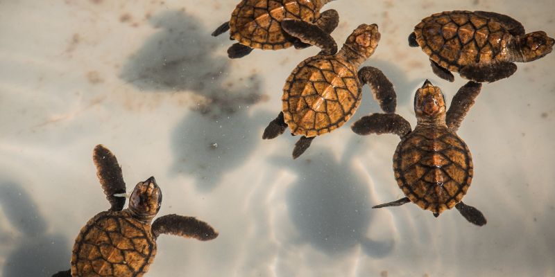 È record per la nidificazione di Caretta caretta nel Mediterraneo