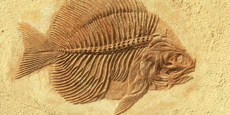 Fossili di pesci abissali scoperti sull'Appennino, coevi dei dinosauri