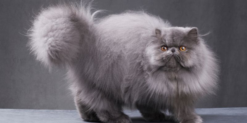 Il gatto persiano un felino maestoso ed elegante
