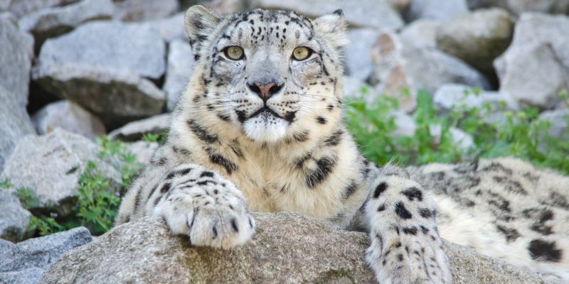 In aumento il numero di esemplari del leopardo delle nevi
