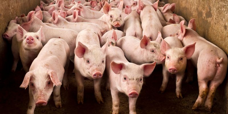Maiali abbattuti nel rifugio di Zinasco la denuncia degli animalisti