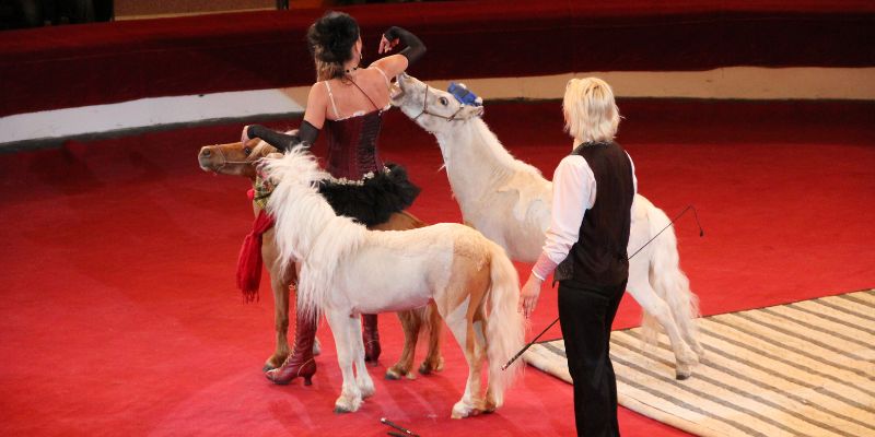 Niente circhi con animali a Bacoli, il no del Sindaco