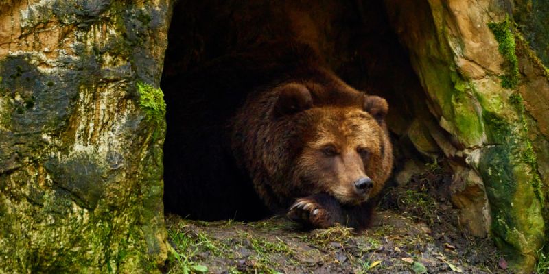 Orsa Amarena, AIDAA una legge per il reato di omicidio di animali