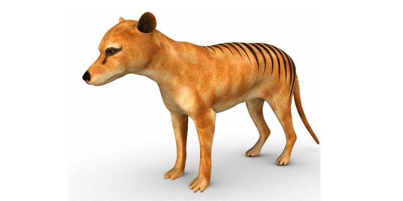 Si potrà riportare in vita un animale estinto la tigre della Tasmania