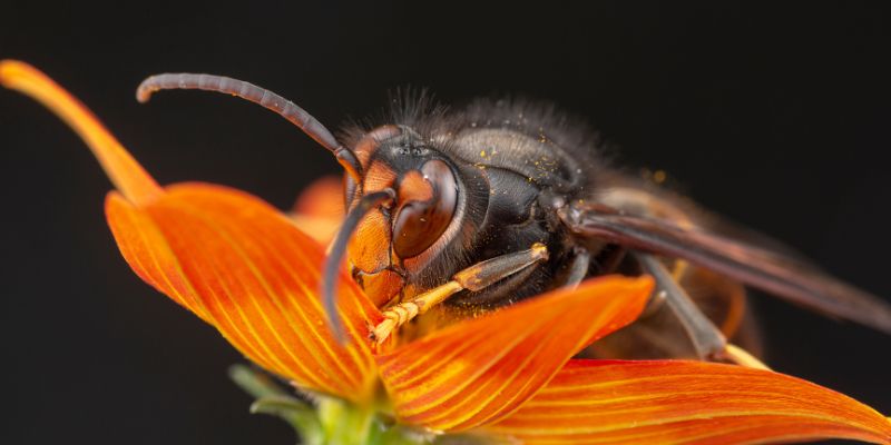 Vespa velutina in Italia, l'allarme degli agronomi e dei forestali