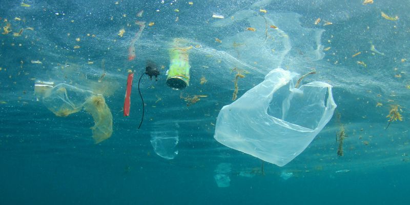 Animali selvatici vittime di inquinamento, tante le specie a rischio