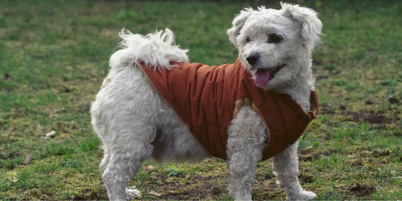 Calo delle temperature proteggiamo il nostro cane dal freddo