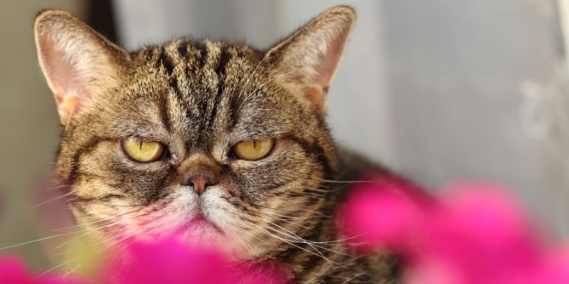 Censite le espressioni facciali dei gatti, sono ben 276
