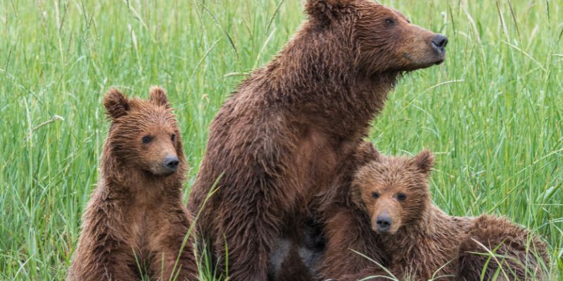 Due orsi trovati morti in Trentino denuncia dell’Enpa