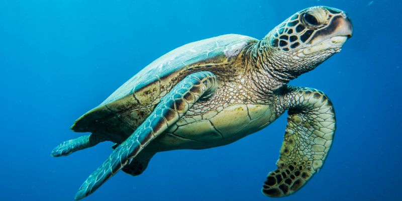 Fusariosi delle uova, nuova minaccia per la tartaruga marina