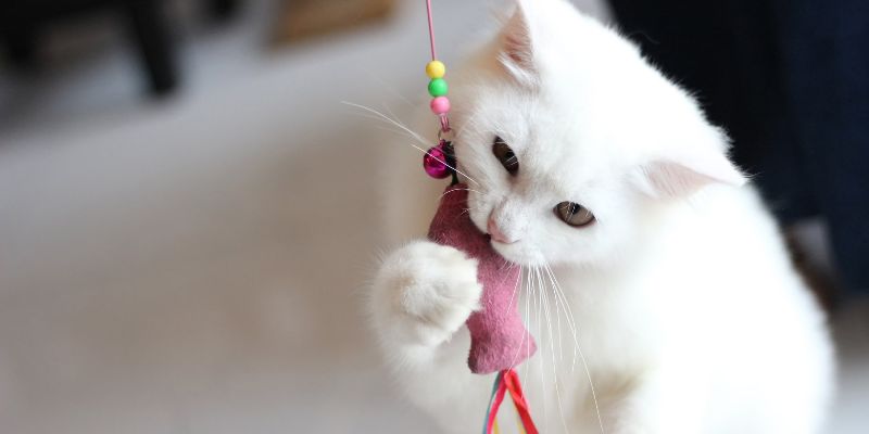 Giocare con il gatto è divertente per tutti