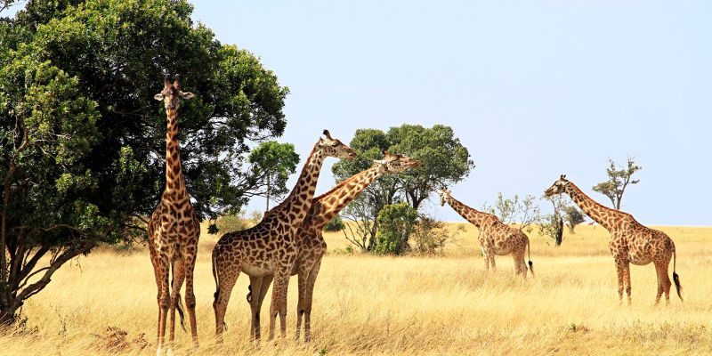 Giraffe a rischio a causa delle abbondanti piogge