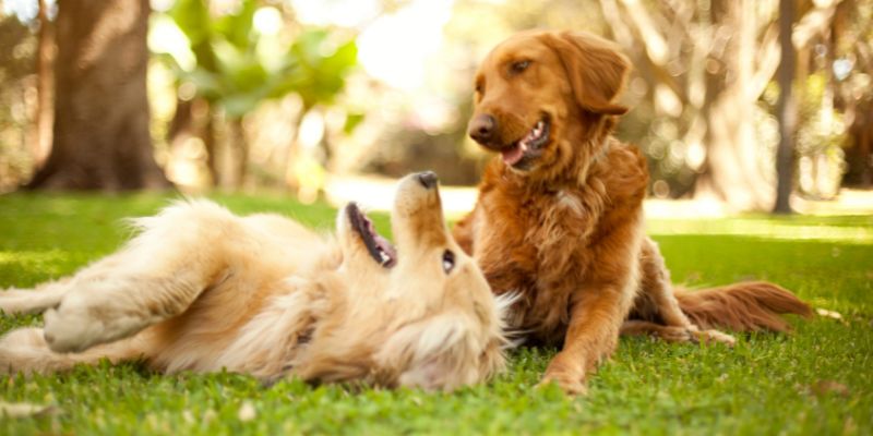 Gli studi smentiscono le 'credenze' sui cani
