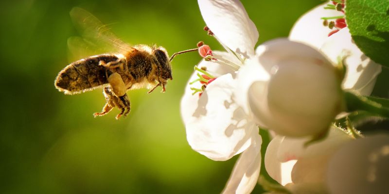 I maschi delle api attraggono le femmine con i profumi