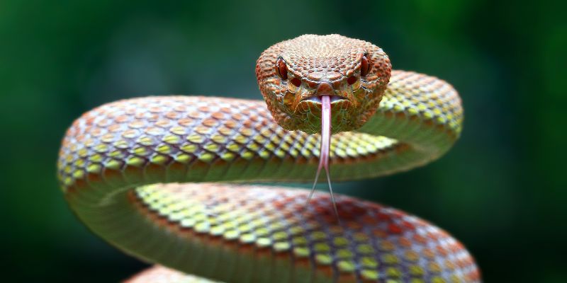 I serpenti al tempo dei faraoni 37 specie nel papiro di Brooklyn