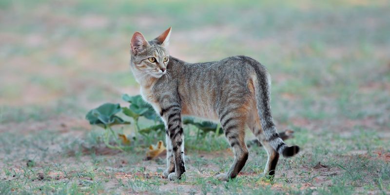 Il gatto selvatico rischia l’estinzione si muove il WWF