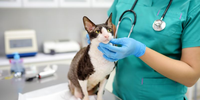 Il gatto vomita i sintomi che devono farci preoccupare