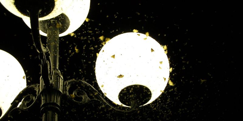 Insetti attratti dalla luce artificiale la scienza ci spiega il perché