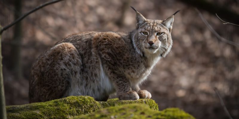 Uccisa la lince Sofia duro colpo per l’ecosistema alpino