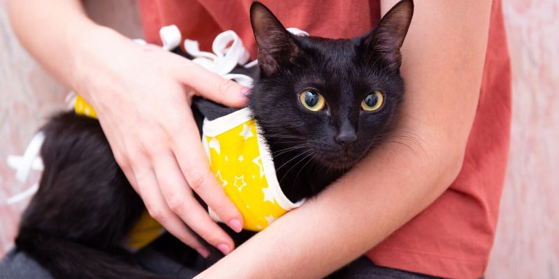 Una semplice iniezione potrebbe bastare per sterilizzare le gatte