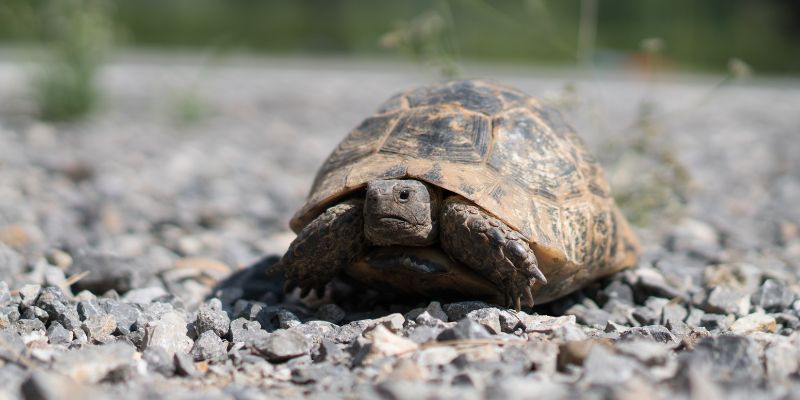A Sfax centro di primo soccorso per tartarughe del Golfo di Gabès