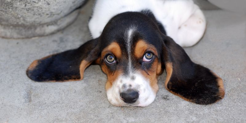 Anche i cani possono soffrire d'ansia, come aiutarli