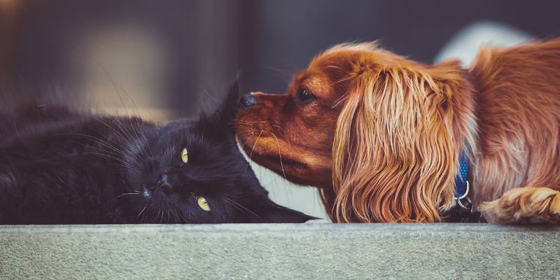 Animali domestici, cosa fare per contrastare i cattivi odori