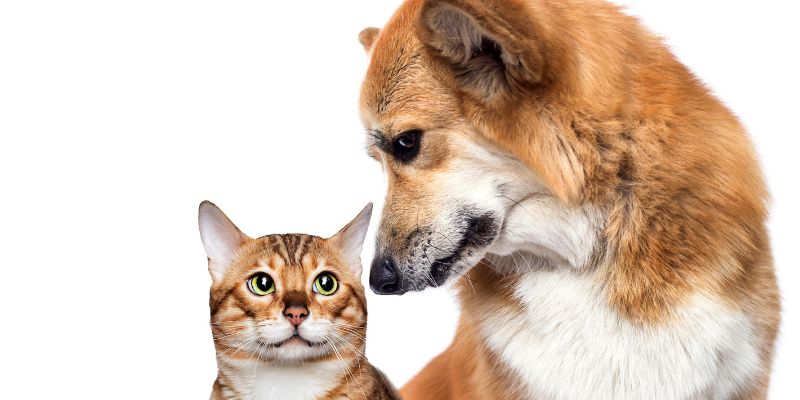 Artrosi in cani e gatti come individuarla e cosa fare