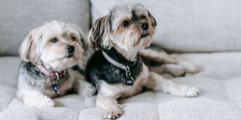 Cervello dei cani elabora immagini come quello umano