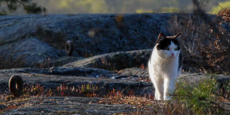 Cosa fare per cercare un gatto sparito