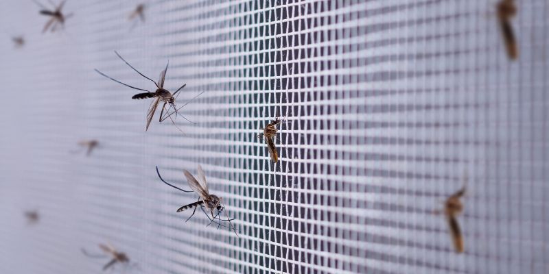 Il caldo record ha allungato la stagione delle zanzare